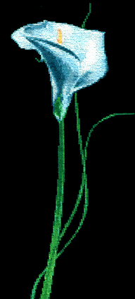 Калла. Фотки с удаленных рег