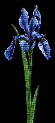 Ирис. Фотки с удаленных рег