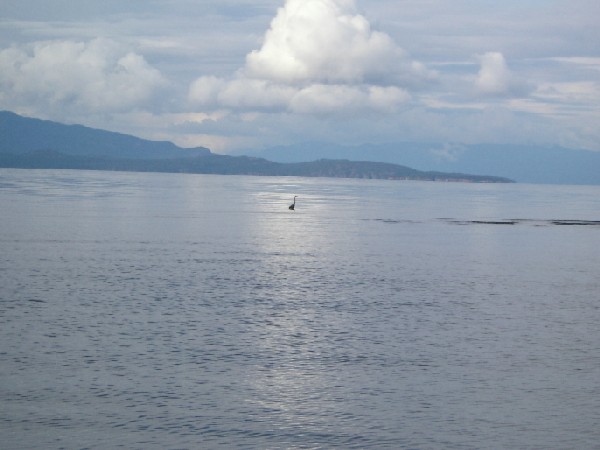 Одинокая цапля. 