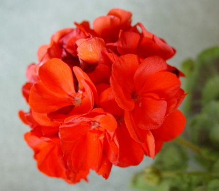 Сорт не установлен. Герани