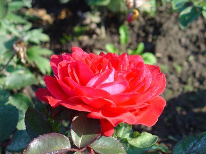 Вот такие розы там еще цветут. Как мы встречали Дину