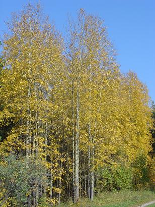 Это было невероятно красиво в реале!. Как мы встречали Дину