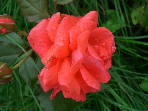 Розочка с рынка. Розы в саду