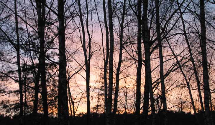 Цветы и пейзажи