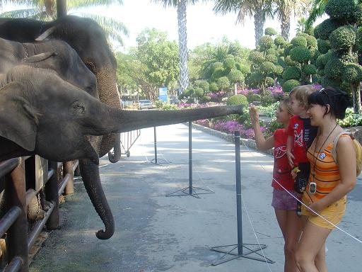 Кормим слона. Страна Улыбок,январь 2005