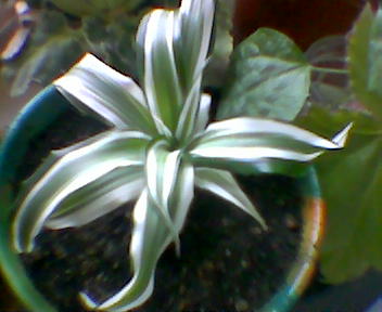 Драценка. Цветы