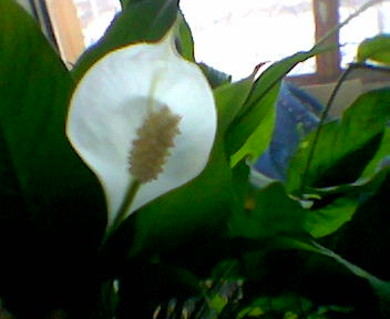 Спатик. Цветы