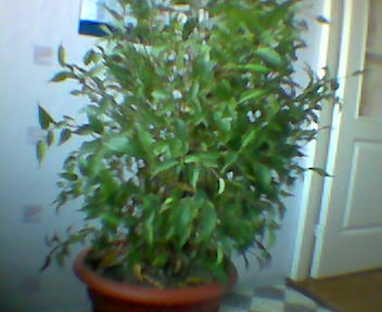 Фикус. Цветы