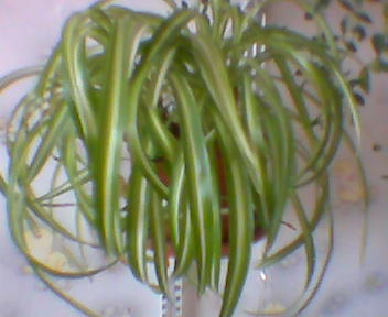 Хлорофитик кучерявый. Цветы