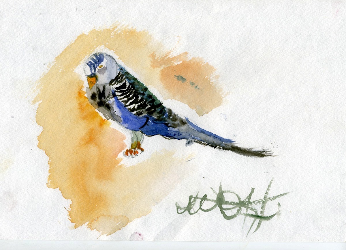 Попугай. Дарьюшка