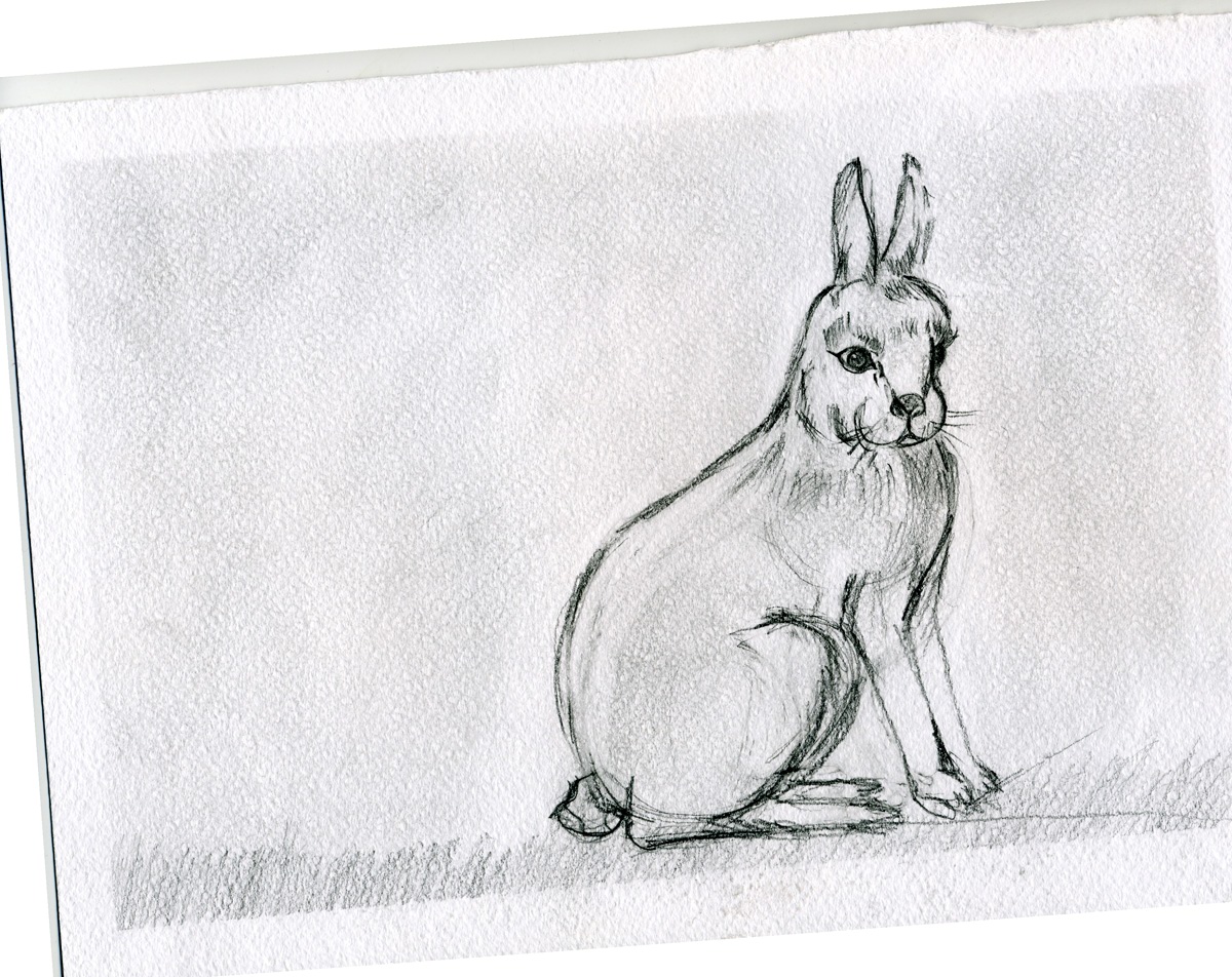 Заяц - в натуре кролик.. Дарьюшка