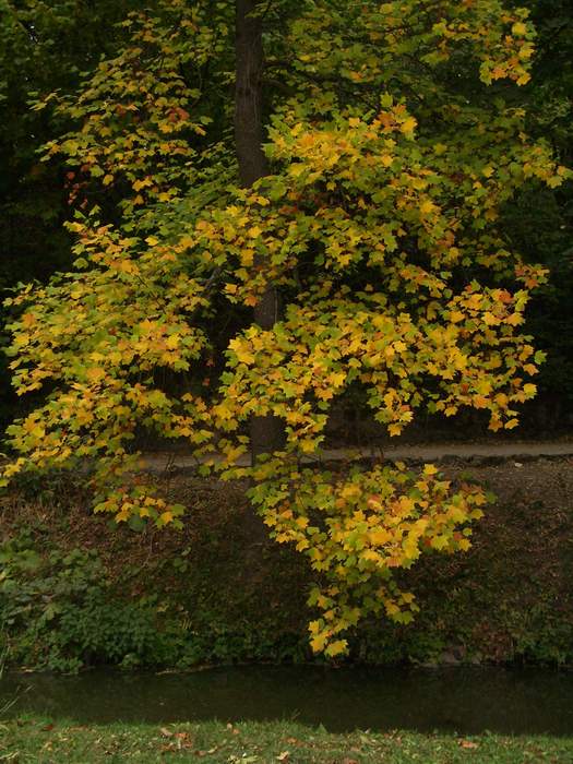 Умань - Софиевка