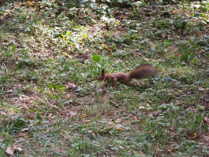 Белая Церковь - Александрия