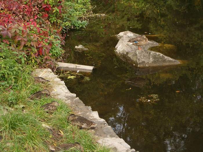 Белая Церковь - Александрия