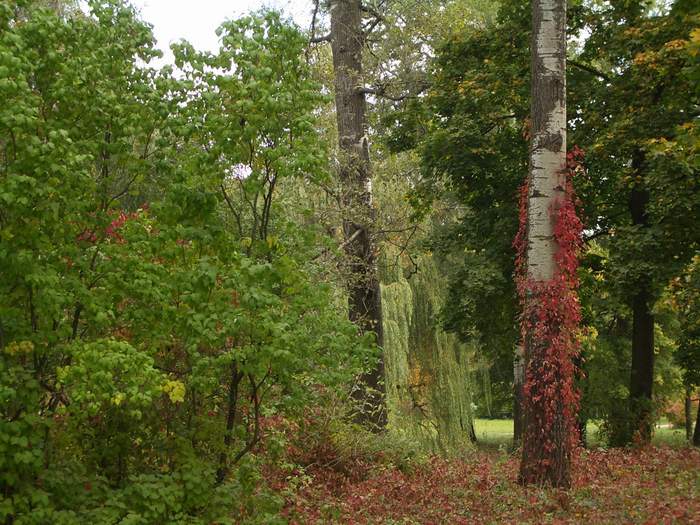 Белая Церковь - Александрия
