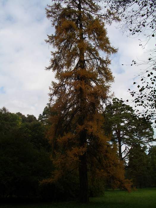 Белая Церковь - Александрия
