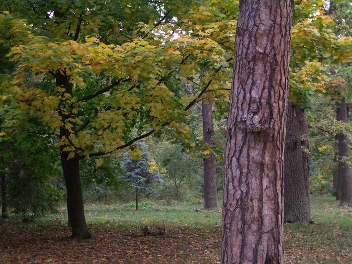 Белая Церковь - Александрия
