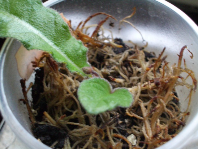 Bristol’s Petticoats. streptokarpus