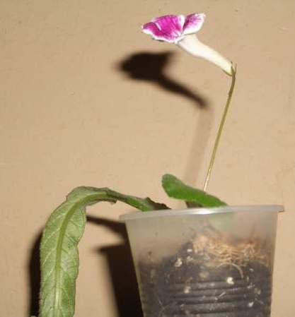 Bristol’s Petticoats. streptokarpus