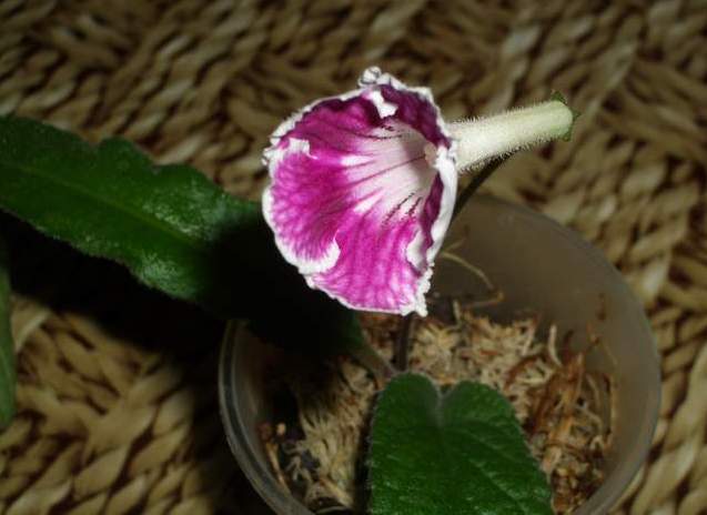 Bristol’s Petticoats. streptokarpus