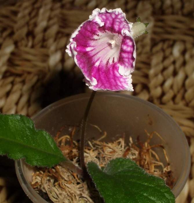 Bristol’s Petticoats. streptokarpus