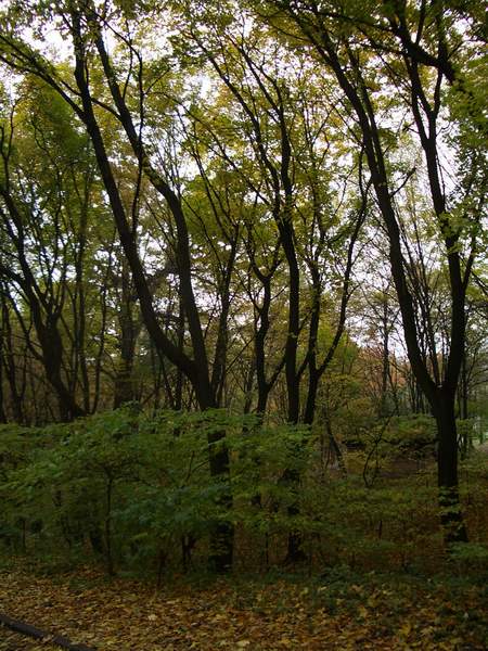 Голосеевский парк