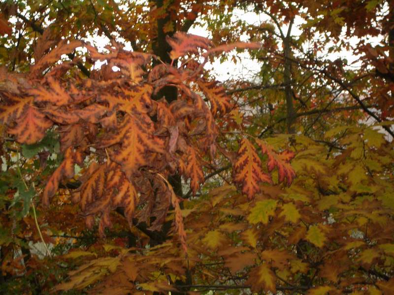 Голосеевский парк