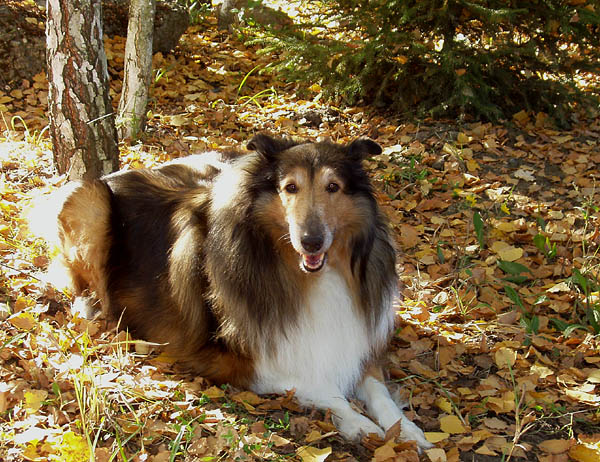 Лиза. Осень-2005