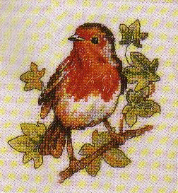 Robin. Birds