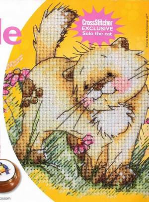 Solo the Cat. Anchor Solo