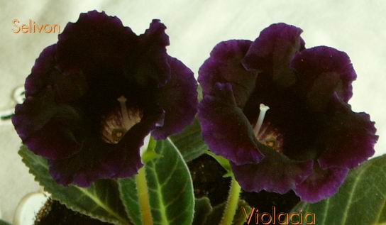 Глоксиния 'Валенсия'. Мои цветы