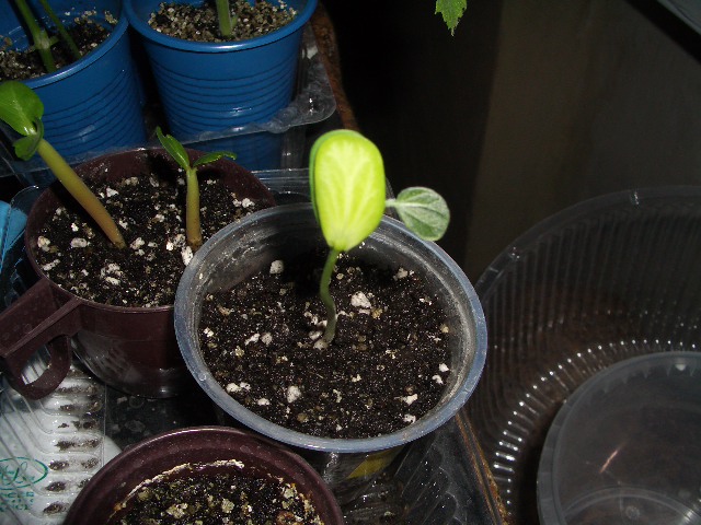 bauhinia variegata sp. баухиния