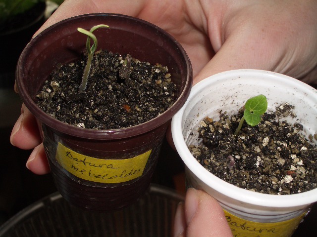 датуры/бругмансии