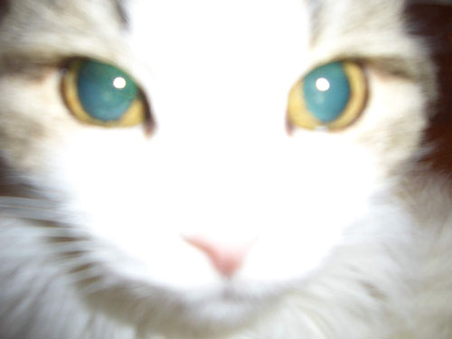 Манюня. Мои любимцы