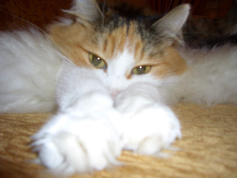 Мои любимцы