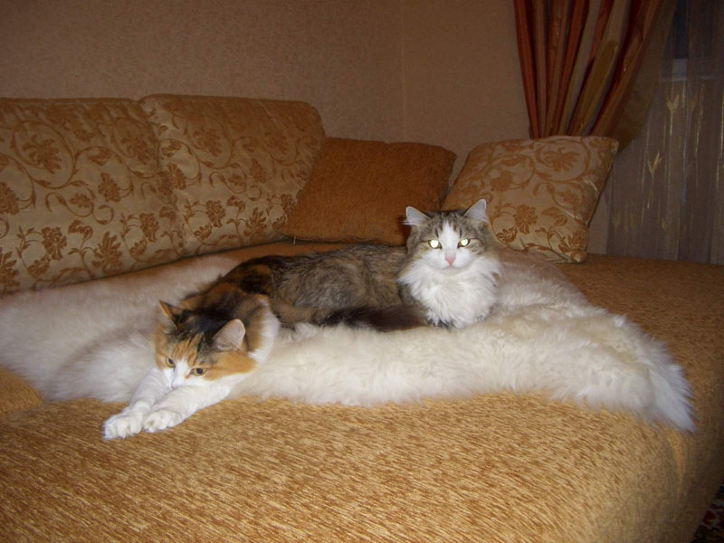 Мои любимцы