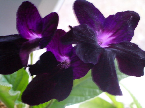 Bristol's Blackbird. streptokarpus