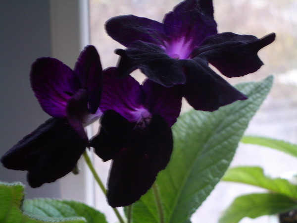 Bristol's Blackbird. streptokarpus