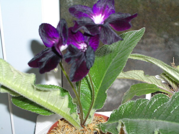 Bristol's Blackbird. streptokarpus