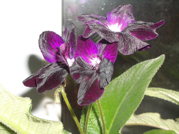 Bristol's Blackbird. streptokarpus