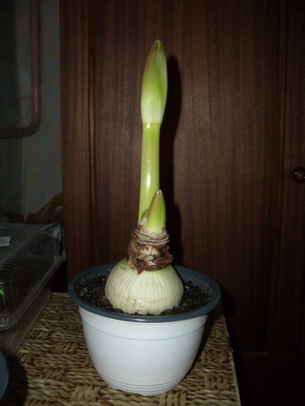 гиппеаструмы