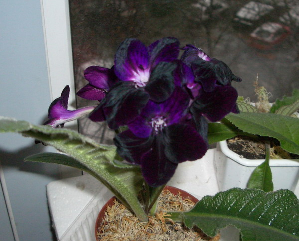 streptokarpus