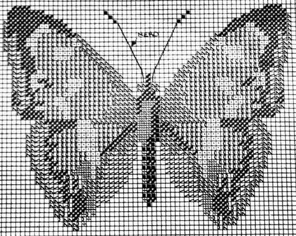 Marpesia Marcella. 9. Murochka (Вологда), тема: Бабочки