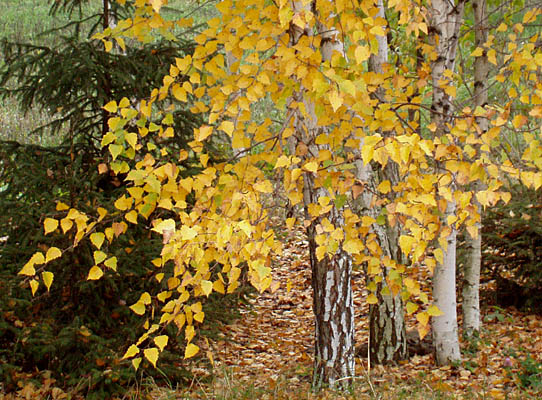 Последняя листва. Осень-2005