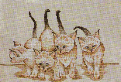 Siamese Kittens. Cats