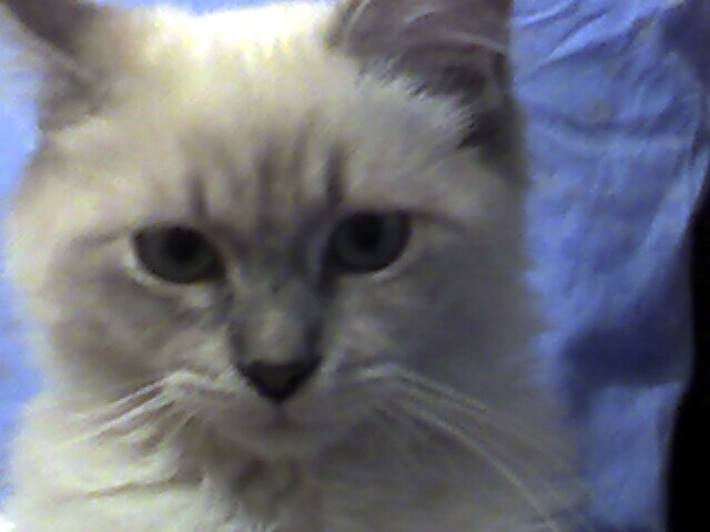 Знакомьтесь, это Сеня. Наша любимица