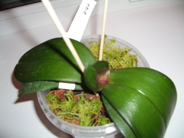 4142 - Dtps. King Shiang's Beauty 'ORCHIS'. Тайвань