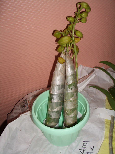 9048. Тайвань