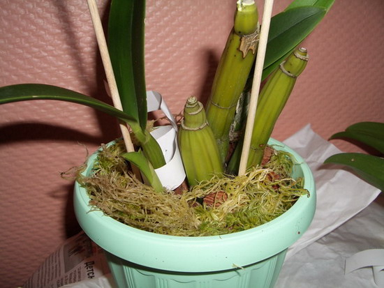 9009 - Schomburgkia  Thomsoniana. Тайвань