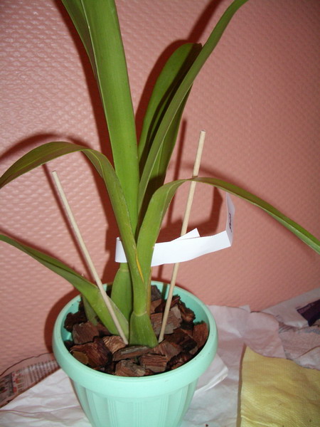 9002. Тайвань